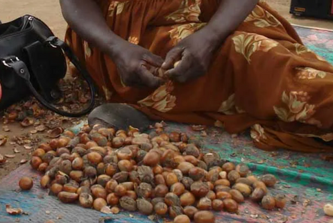 How Is Raw Shea Butter Made?